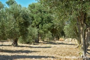 gozo_ggantija018