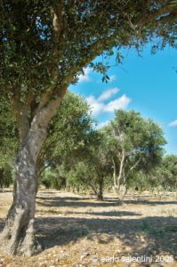 gozo_ggantija019