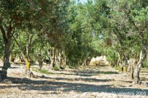 gozo_ggantija020