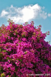 gozo_ggantija024