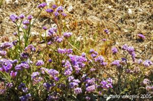 gozo_ggantija030