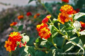gozo_ggantija035