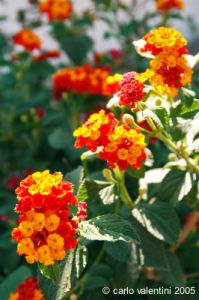 gozo_ggantija036