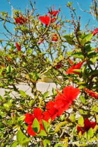 gozo_ggantija042