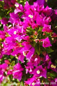 gozo_ggantija046