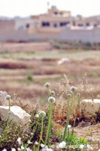 gozo_gharb001