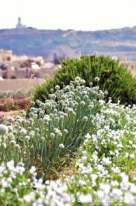 gozo_gharb003