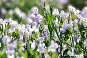 gozo_gharb007