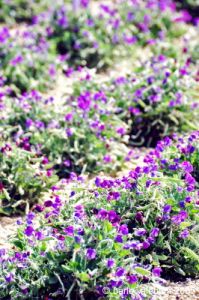 gozo_gharb011