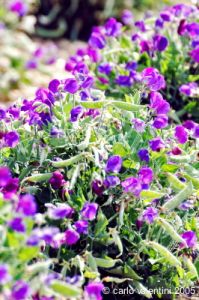 gozo_gharb012