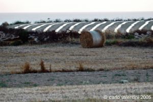 gozo_gharb031