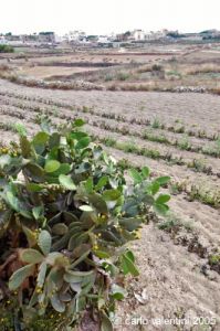 gozo_gharb037