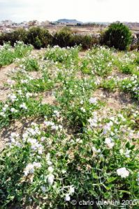 gozo_gharb039