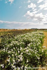 gozo_gharb041