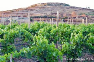 gozo_gharb054