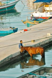 gozo_mgarr_harbour21