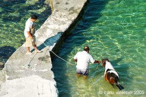 gozo_qbajjar_bay096