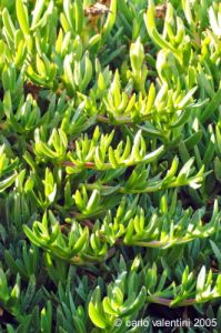 gozo_ramla_bay21