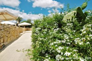 gozo_sannat_tacenc087