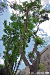 gozo_victoria157