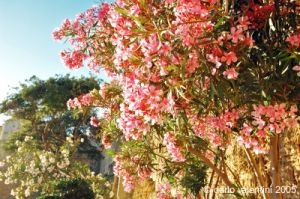 gozo_victoria_cittadella025
