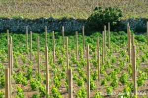 gozo_xewkija09