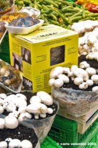 coop_funghi05