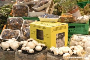 coop_funghi14
