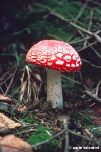 funghi1103_32