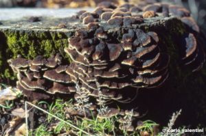 funghi145_18