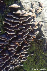funghi145_21