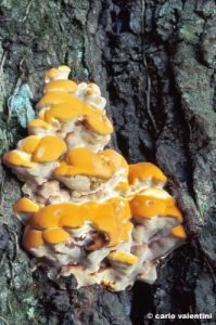 funghi145_23