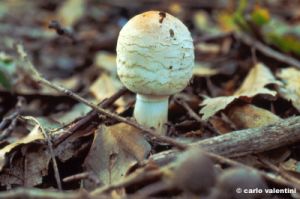 funghi145_33
