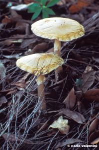 funghi93_05