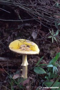 funghi93_24