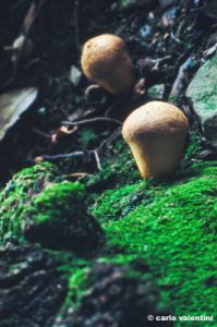 funghi93_41