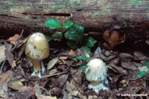 funghi94_10