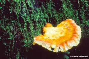 funghi94_44