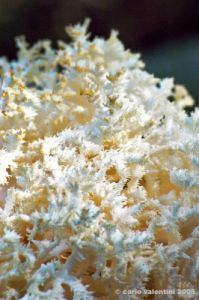 funghi_corallino02
