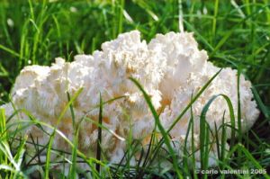 funghi_corallino03
