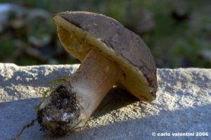 funghi_porcino01