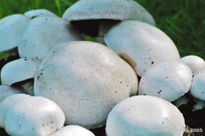 funghi_prataiolo01