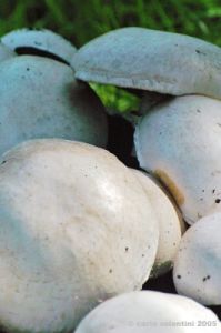 funghi_prataiolo03