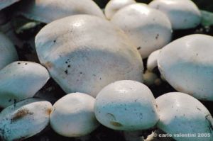 funghi_prataiolo06