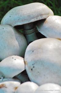 funghi_prataiolo11