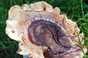 funghi_shii_take01