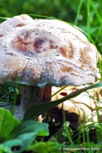 funghi_shii_take03