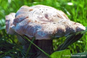 funghi_shii_take06