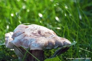 funghi_shii_take07