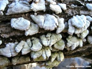 funghi_tronco2